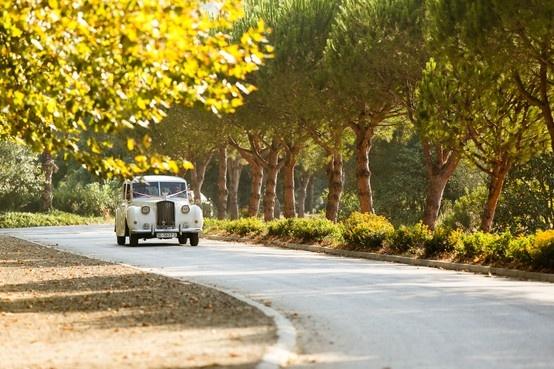 Wedding Cars