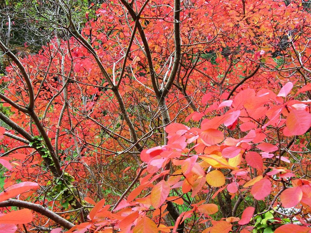 Autumn Weddings