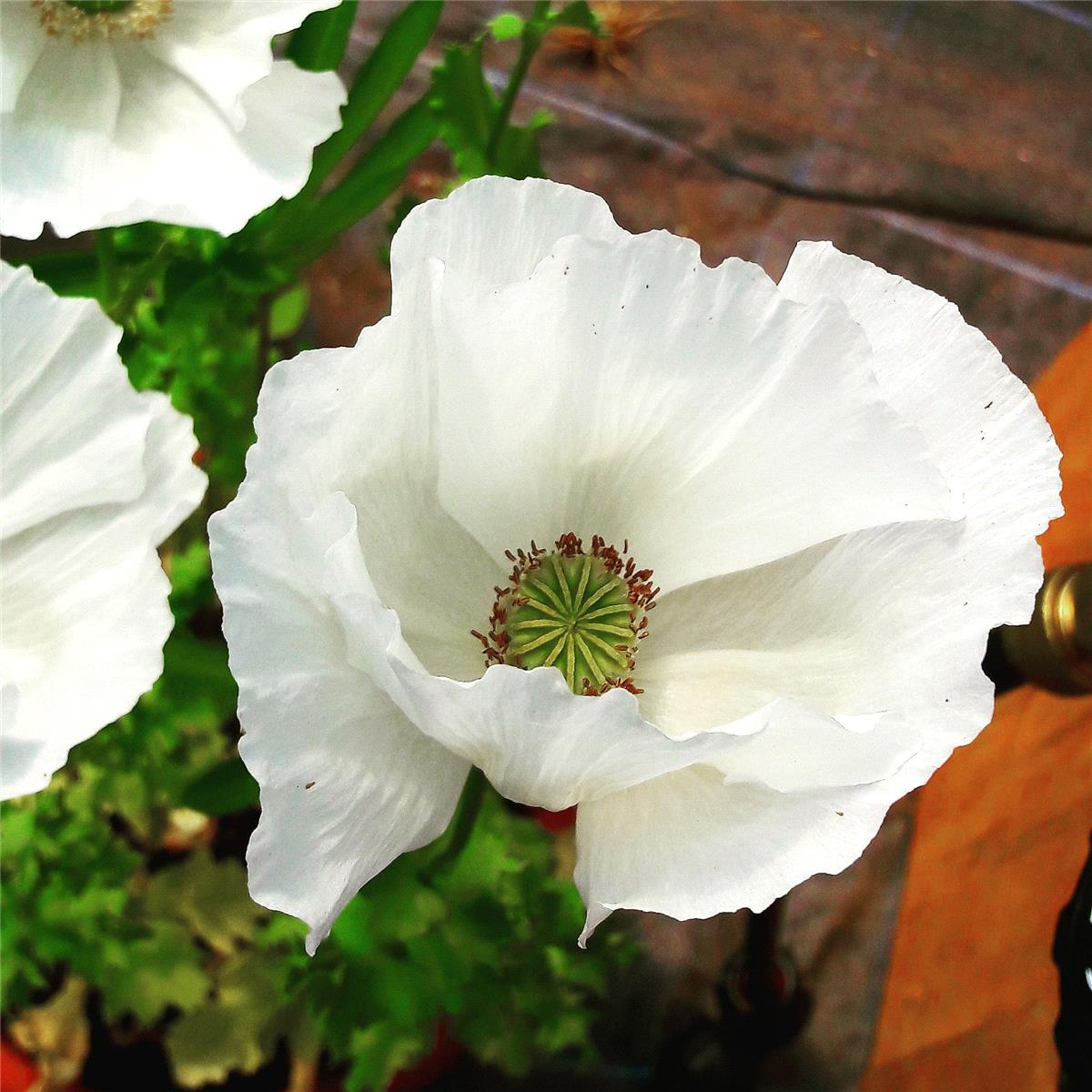 Flowers in the Castle